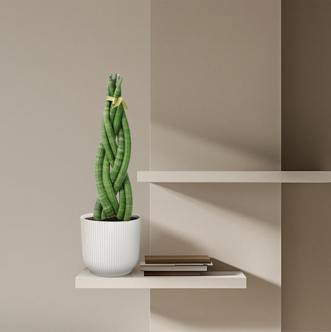 Sansevieria Cylindrica 'Twist' - ↕40cm - Ø10.5cm