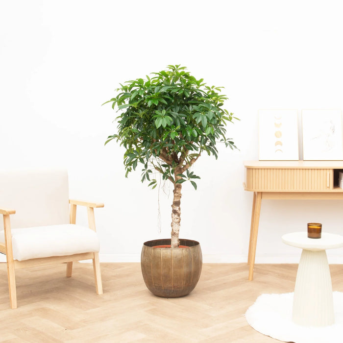 Schefflera Arboricola Compacta boom - ↕190cm - Ø45cm