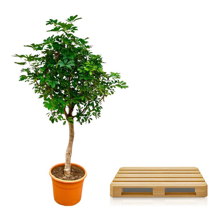 Schefflera sur tronc - ↕225cm - Ø45cm