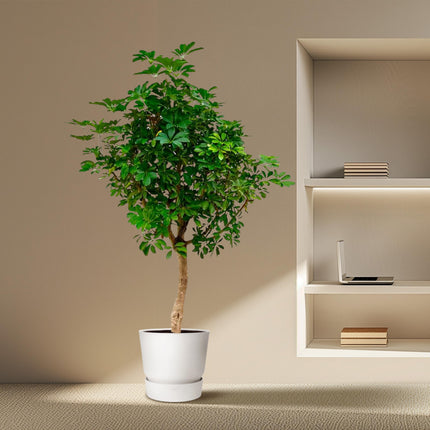Schefflera sur tronc - ↕225cm - Ø45cm