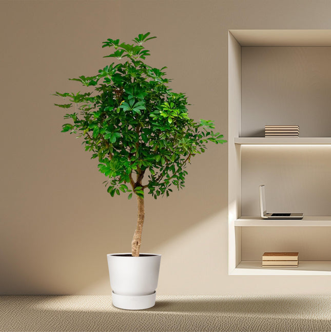 Schefflera på stilk - ↕200cm - Ø40cm