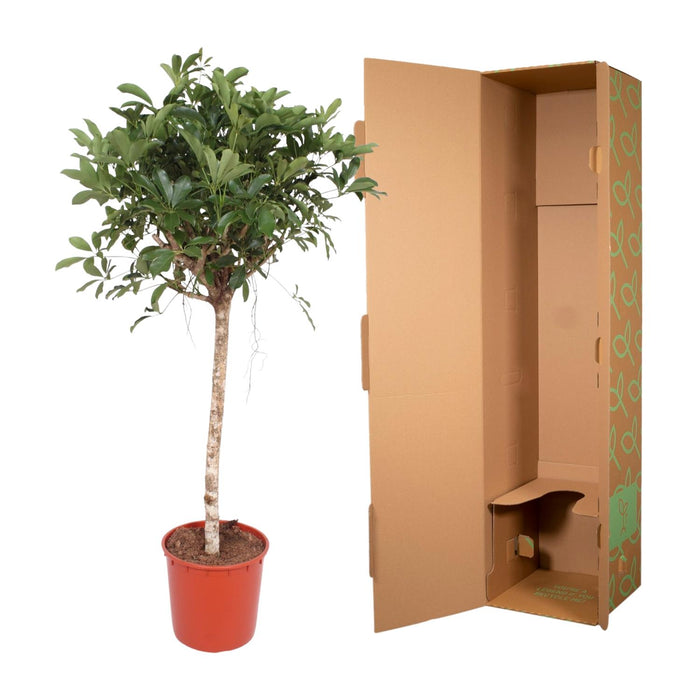 Schefflera Arboricola Compacta gevlochten stam - ↕180cm - Ø45cm