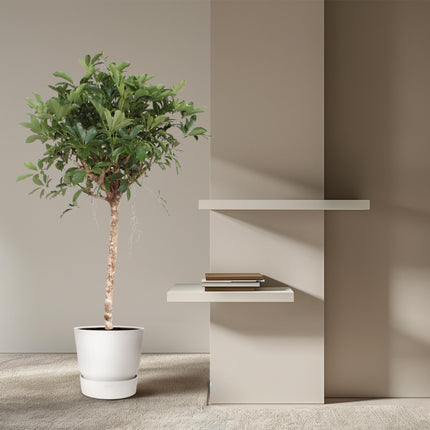 Tronc tressé Schefflera Arboricola Compacta - ↕130cm - Ø30cm