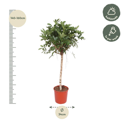 Tronc tressé Schefflera Arboricola Compacta - ↕130cm - Ø30cm