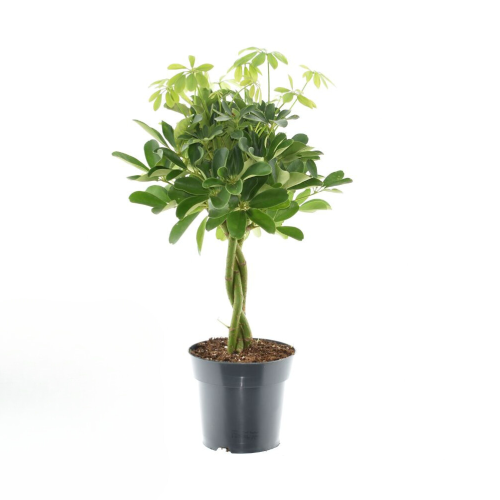 Schefflera Compacta Nora - ↕60cm