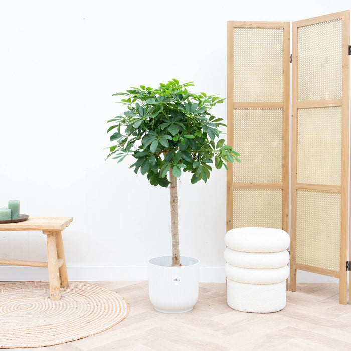 Schefflera op stam - ↕150cm