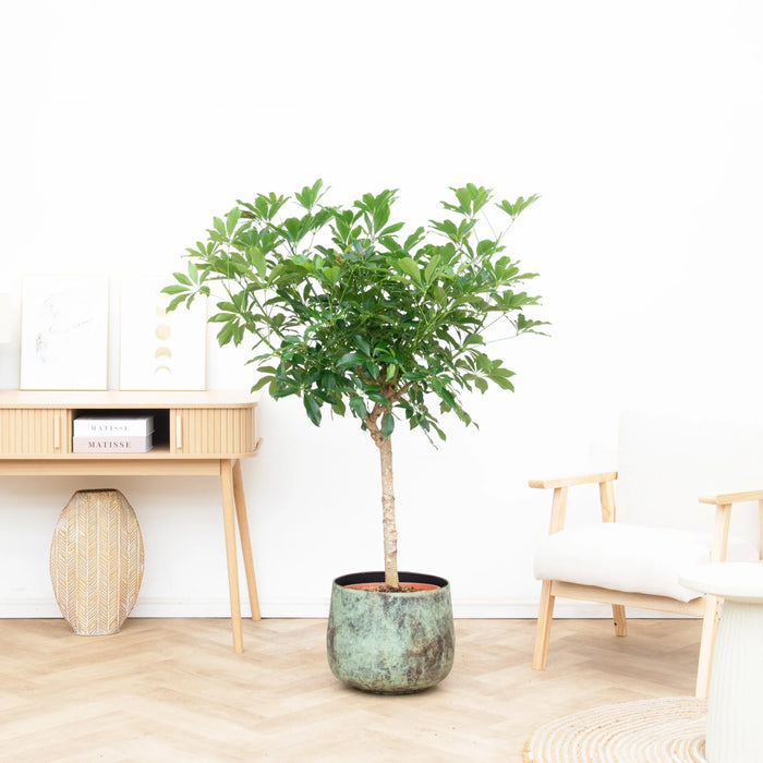 Schefflera op stam - ↕150cm