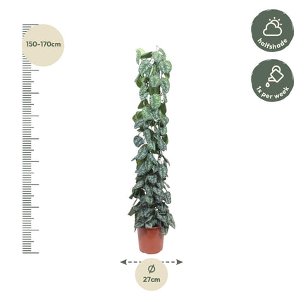 Scindapsus Pictus Trebie mesh rack - ↕160 cm - Ø27cm