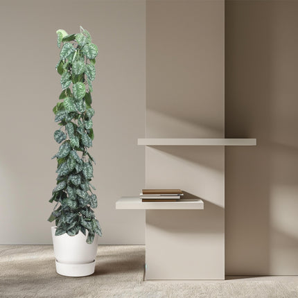 Scindapsus Pictus Trebie mesh rack - ↕160 cm - Ø27cm
