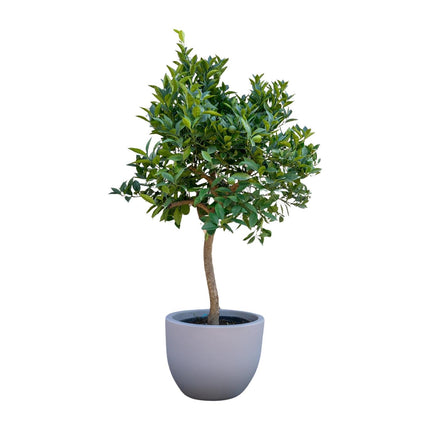 Orangenbaum - ↕225 cm - Ø40 cm