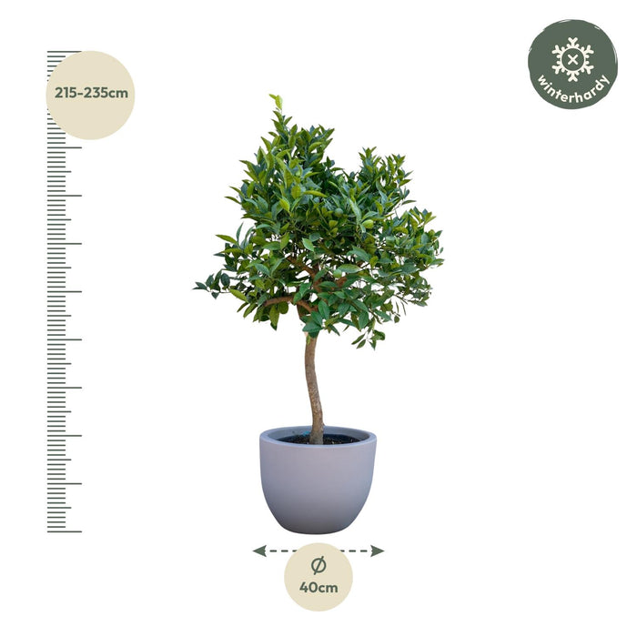 Sinaasappelboom - ↕225cm - Ø40cm