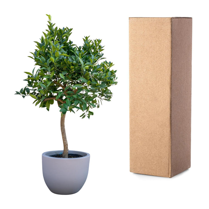 Sinaasappelboom - ↕225cm - Ø40cm