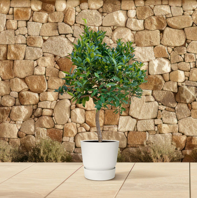 Sinaasappelboom - ↕225cm - Ø40cm