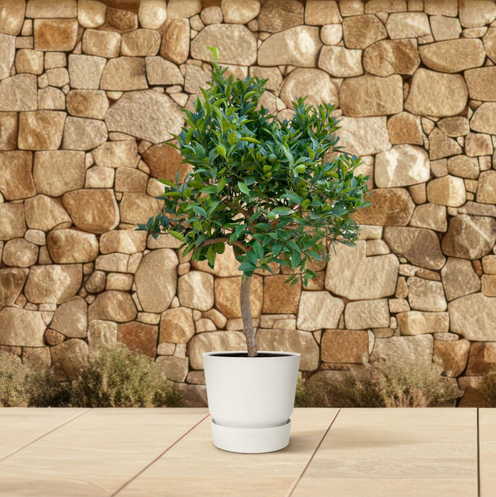 Sinaasappelboom - ↕225cm - Ø40cm