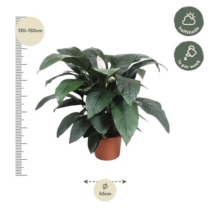 Spathiphyllum Sensation - Lepelplant - ↕140 cm - Ø45cm
