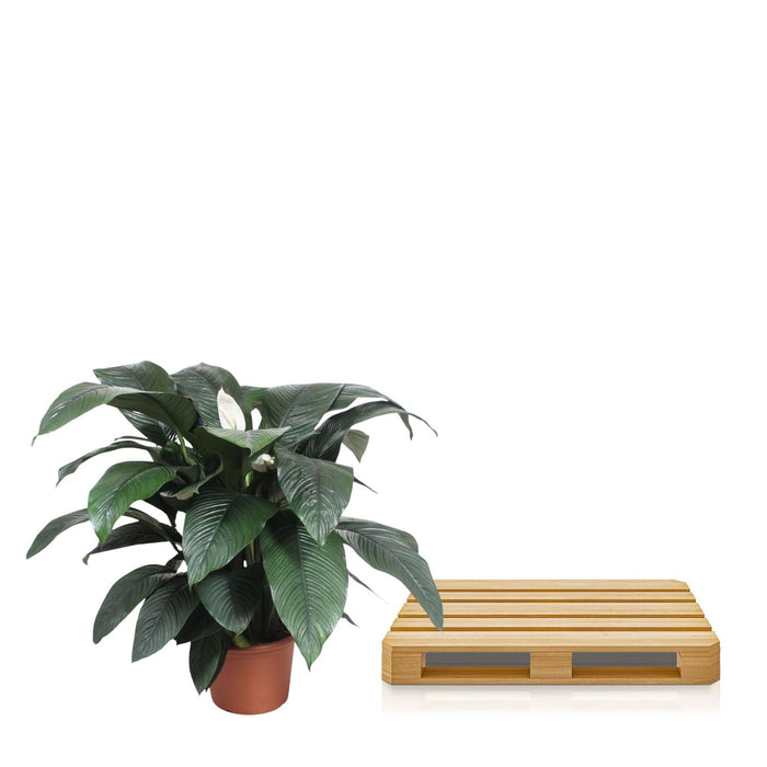 Spathiphyllum Sensation - Lepelplant - ↕140 cm - Ø45cm
