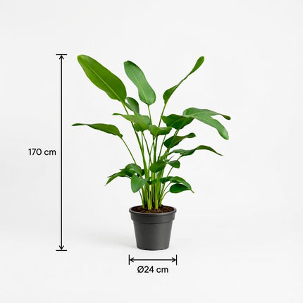 Strelitzia Nicolai - ↕170cm - Ø24cm