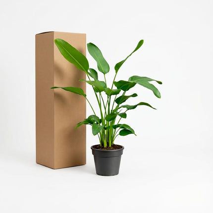 Strelitzia Nicolai - ↕170cm - Ø24cm