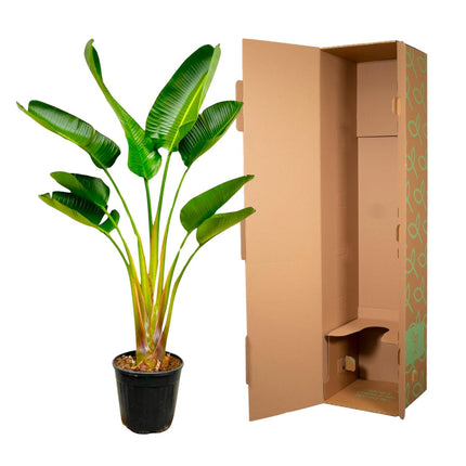 Strelitzia Augusta - ↕160cm - Ø21-24cm