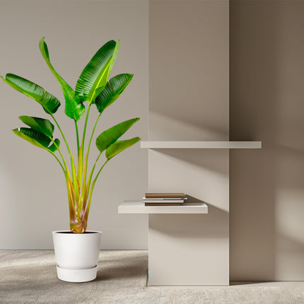 Strelitzia Augusta - ↕160cm - Ø21-24cm