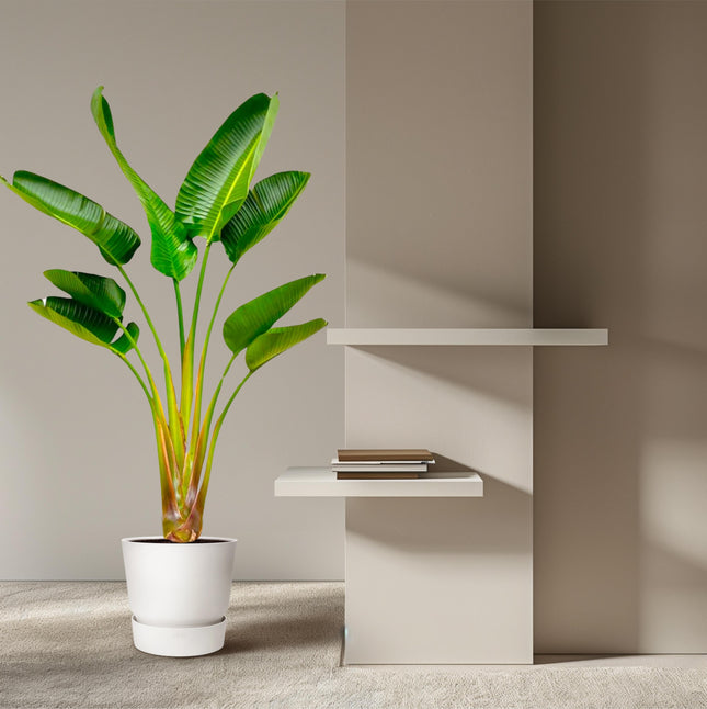 Strelitzia Augusta - ↕160cm - Ø21-24cm