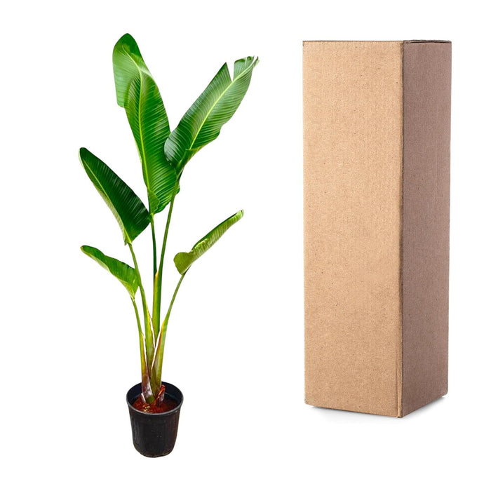 Strelitzia Augusta - ↕210cm - Ø30cm