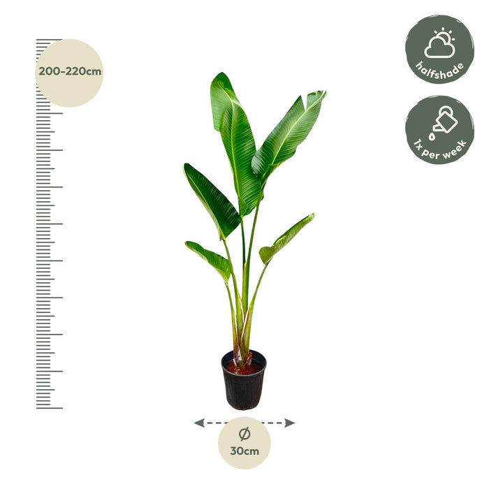 Strelitzia Augusta - ↕210cm - Ø30cm
