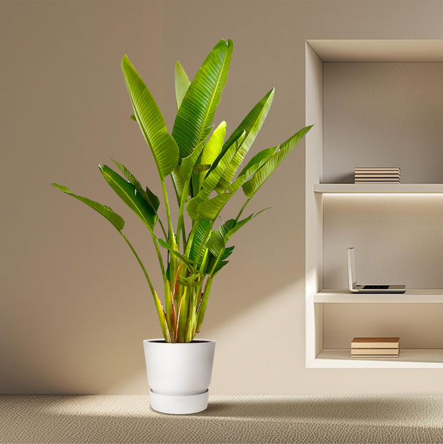 Strelitzia Augusta Mehrstamm XXL - ↕225cm - Ø40cm