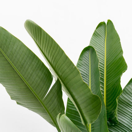 Strelitzia Augusta multi stem XXL - ↕225cm - Ø32cm