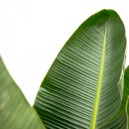 Strelitzia Augusta de luxe XXL - ↕250cm - Ø38cm