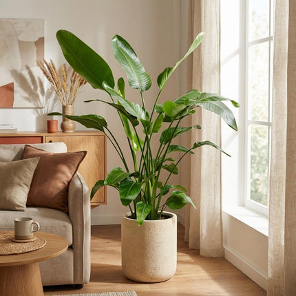 Strelitzia Nicolai - Oiseau de paradis - ↕150 cm