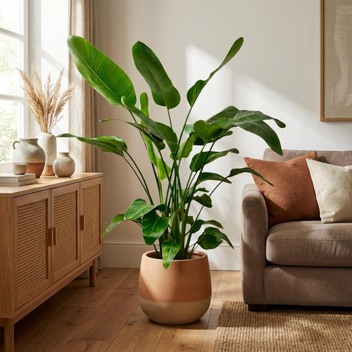 Strelitzia Nicolai - Paradijsvogelplant - ↕150cm - Ø24cm