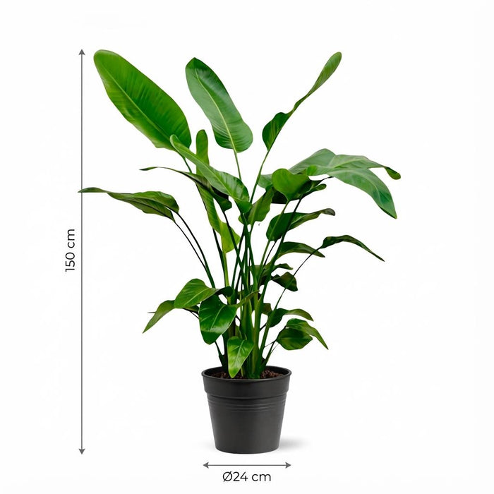 Strelitzia Nicolai - Paradijsvogelplant - ↕150cm - Ø24cm