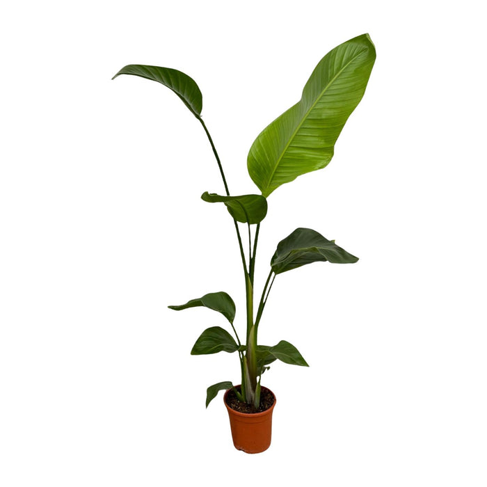 Strelitzia Nicolai - Paradijsvogelplant - ↕100cm - Ø17cm - 2x