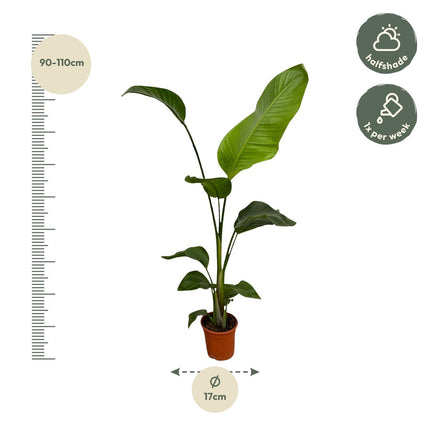 Strelitzia Nicolai - Pianta Uccello del Paradiso - ↕100cm - Ø17cm - 2x