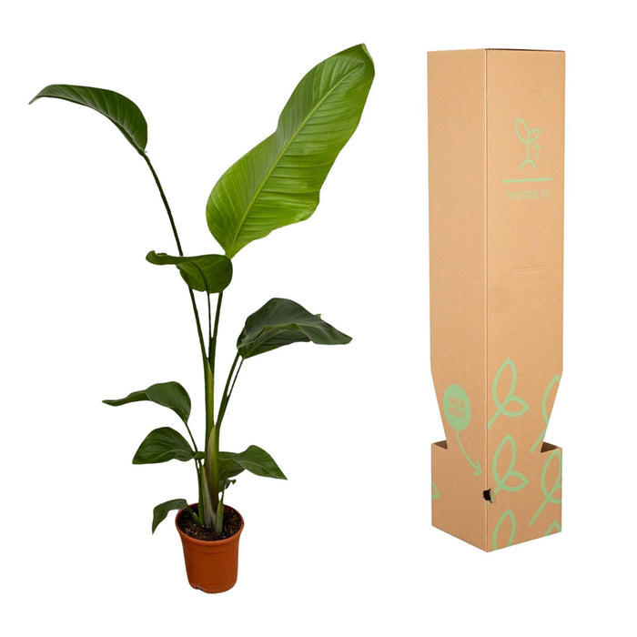 Strelitzia Nicolai - Paradijsvogelplant - ↕100cm - Ø17cm - 2x