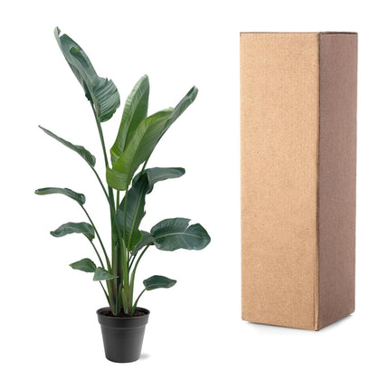 Strelitzia Nicolai XXL - ↕190-225cm - Ø27-30cm