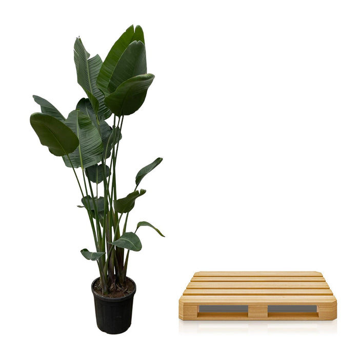 Strelitzia Nicolai XXL - ↕250cm - Ø50cm