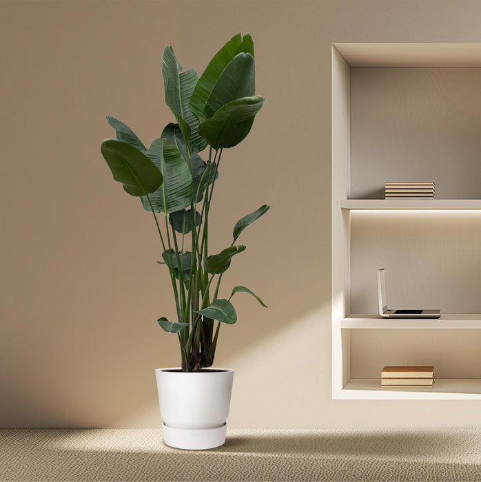 Strelitzia Nicolai XXL - ↕250cm - Ø50cm