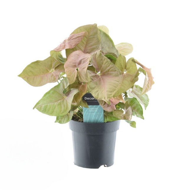 Syngonium Rød Hjerte Føl Grøn - ↕30cm - Ø14cm