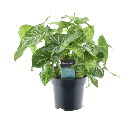 Syngonium Arrow Feel Vert - ↕25cm - Ø14cm