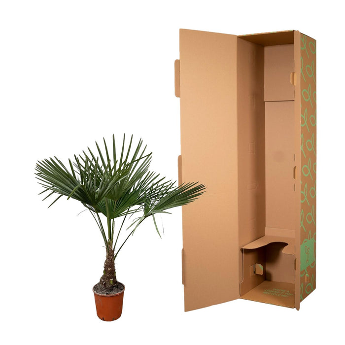 Trachycarpus - ↕130cm- Ø27cm