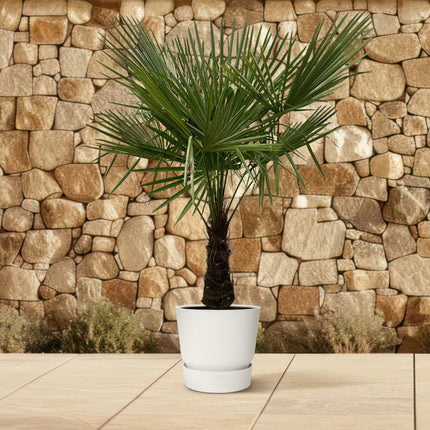 Trachycarpus - ↕160-180 - Ø30cm