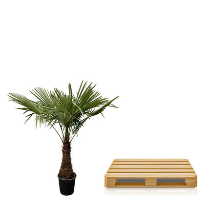 Trachycarpus - ↕220-240cm- Ø45cm