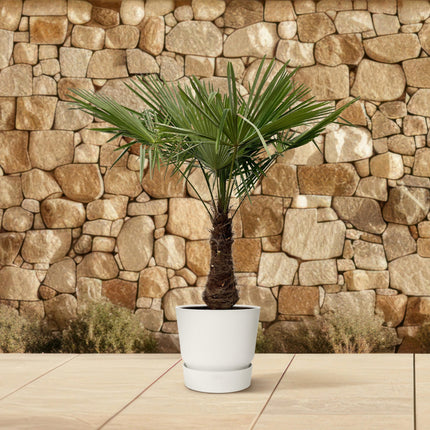 Trachycarpus - ↕220-240cm- Ø45cm
