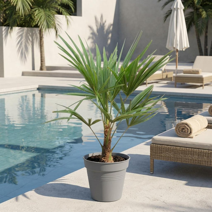 Trachycarpus - ↕90cm- Ø21cm