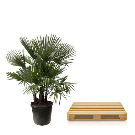 Trachycarpus multi tronco - ↕230cm- Ø50cm