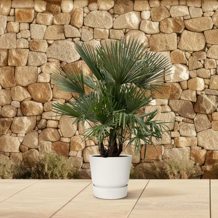 Trachycarpus multi tronco - ↕230cm- Ø50cm
