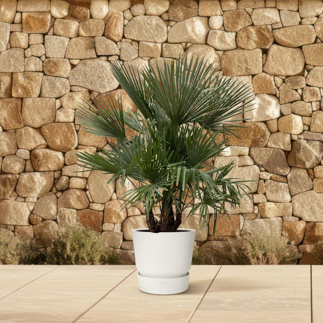 Trachycarpus multi trunk - ↕200cm- Ø45cm