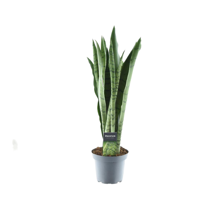 Sansevieria Menta verde - ↕55cm - Ø14cm